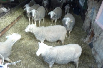 Návšteva z Bosny a Hercegoviny sa stretla s predsedníčkou Vidieckeho parlamentu na Slovensku