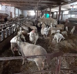 Mladí farmári potrebujú výraznejšiu podporu Mladí farmári potrebujú výraznejšiu podporu
