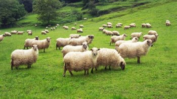 Envirorezort chce opätovné zavedenie lovu vlka