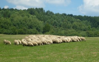 Workshop „Sieťovanie pre podporu salašníctva na Slovensku“
