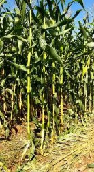 NÁŠ  SPOLOČNÝ LIST MAL ÚSPECH!