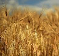 Oživenie vidieka na Slovensku: Príležitosti pre rast a inovácie