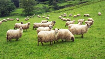 Výkup jahniat sa rozbehol, nákaza mení pravidlá