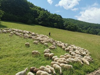 Nielen na Slovensku končí ovčia vlna v odpade. EÚ pripravuje spoločné riešenie